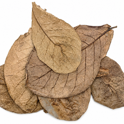 6 catappa leaves laid out on a white surface