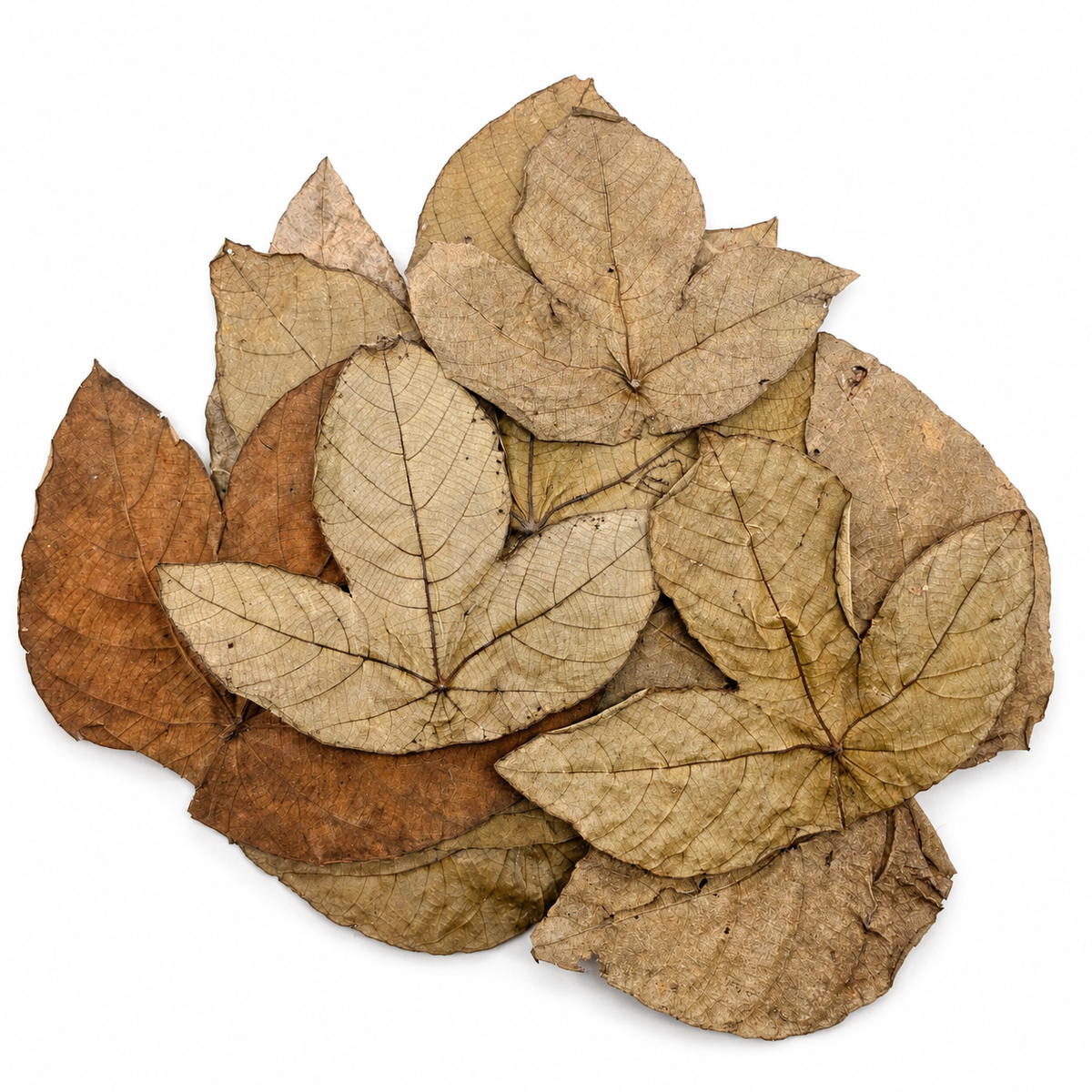 9 macaranga leaves laid out on a white surface