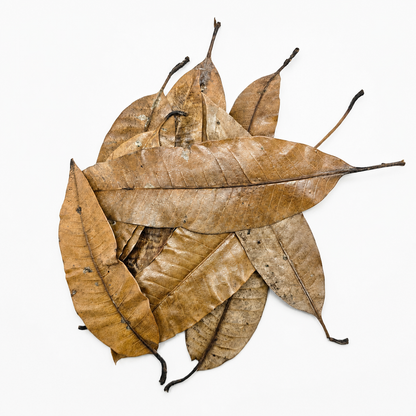 10 mango leaves laid out on a white surface