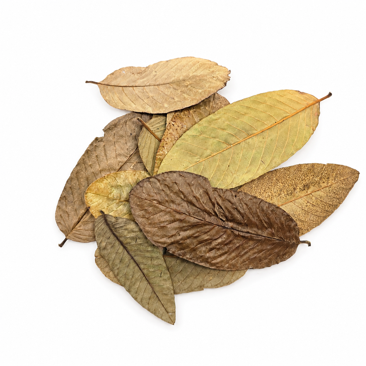 10 tan-brown ovals with strong parallel veins guava leaves laid on a white surface