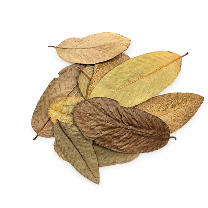 10 tan-brown ovals with strong parallel veins guava leaves laid on a white surface