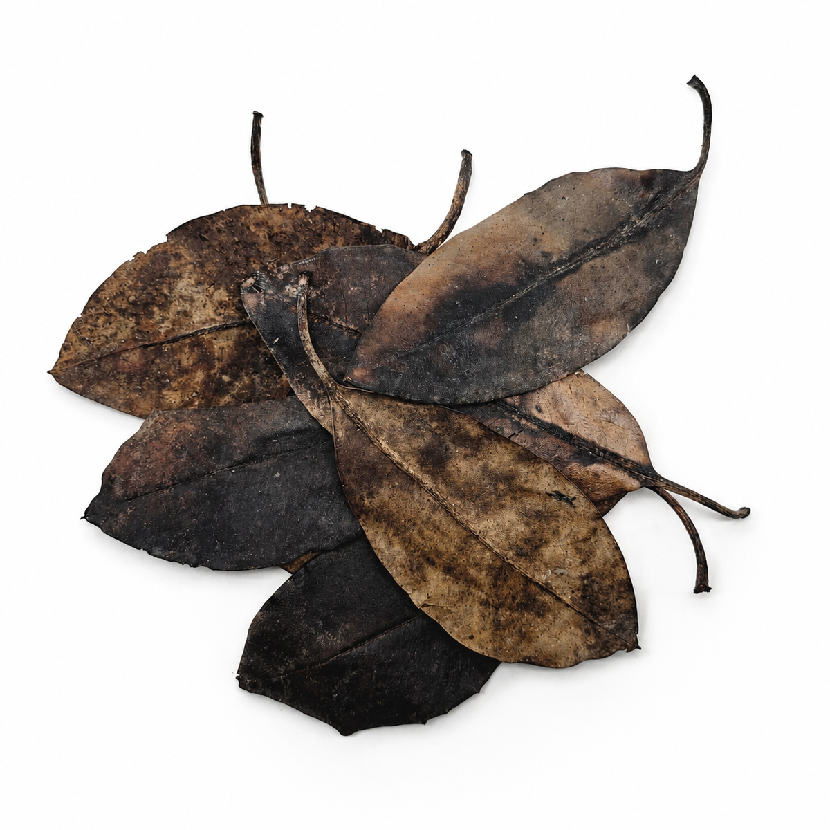 7 mangroves  leaves laid out on a white surface