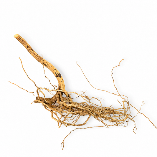 Tangled cluster of thin, branching dried melastoma roots for aquascaping