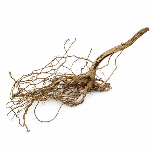 Tangled cluster of thin, branching dried melastoma roots for aquascaping